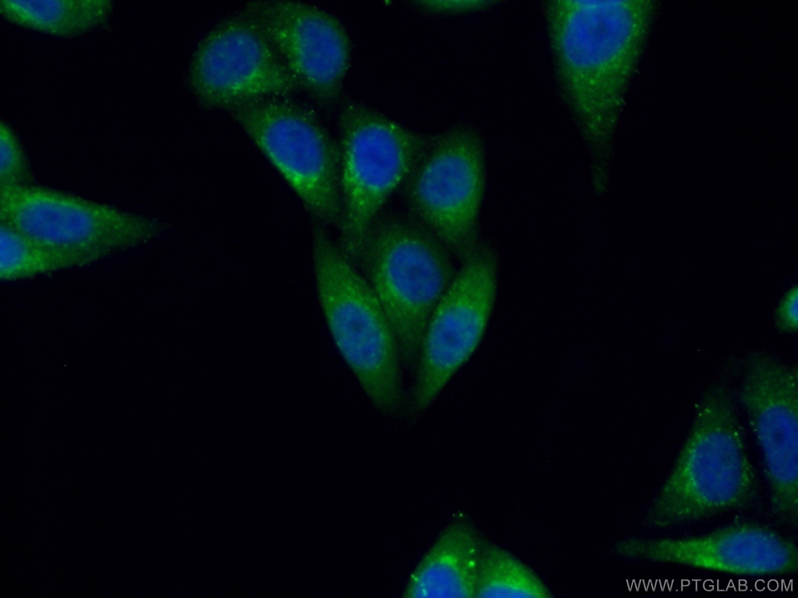 Immunofluorescence (IF) / fluorescent staining of HepG2 cells using DAD1 Polyclonal antibody (10531-1-AP)