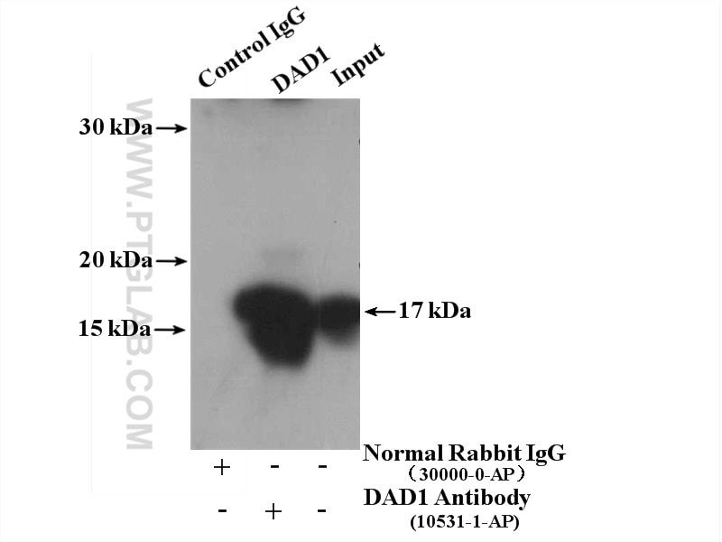 Immunoprecipitation (IP) experiment of HepG2 cells using DAD1 Polyclonal antibody (10531-1-AP)