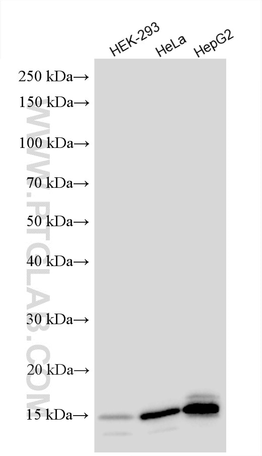 Western Blot (WB) analysis of various lysates using DAD1 Polyclonal antibody (10531-1-AP)