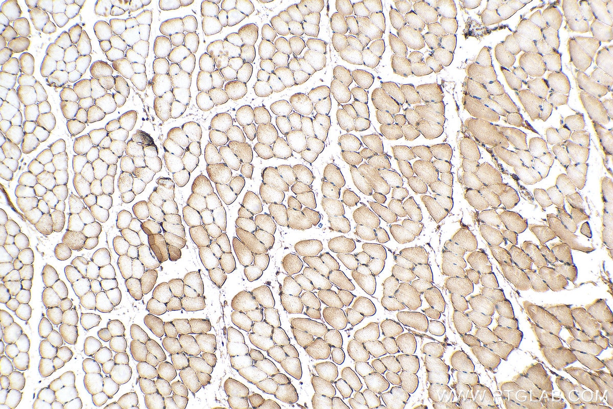 Immunohistochemistry (IHC) staining of mouse skeletal muscle tissue using Dystroglycan Polyclonal antibody (11017-1-AP)
