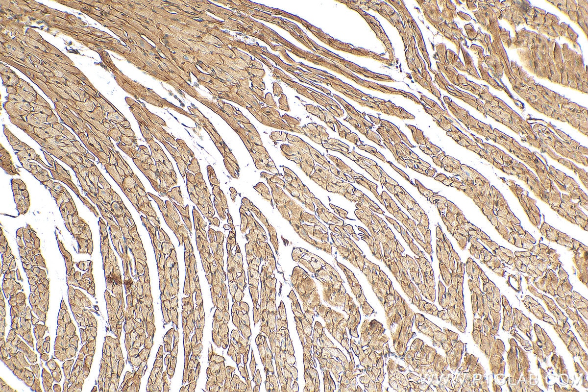 Immunohistochemistry (IHC) staining of mouse heart tissue using Dystroglycan Polyclonal antibody (11017-1-AP)