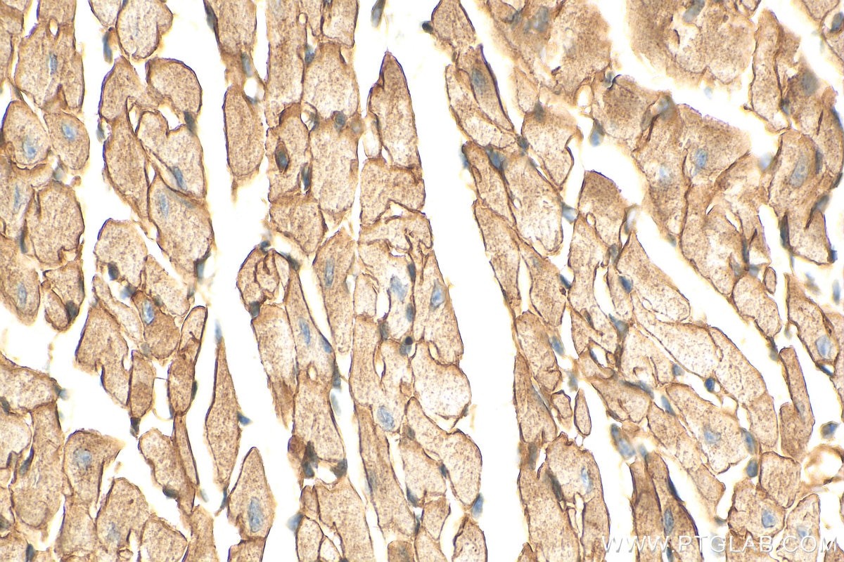 Immunohistochemistry (IHC) staining of mouse heart tissue using Dystroglycan Polyclonal antibody (11017-1-AP)