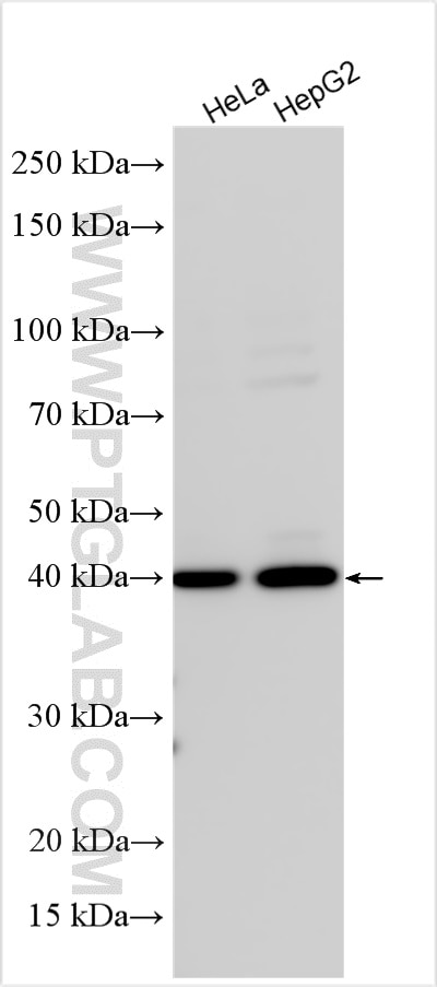 WB analysis using 11017-1-AP