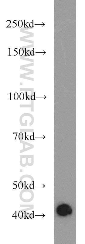 Dystroglycan Polyclonal antibody