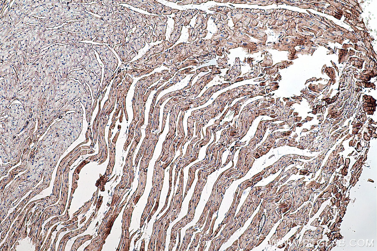 Immunohistochemistry (IHC) staining of mouse heart tissue using Dystroglycan Monoclonal antibody (66735-1-Ig)