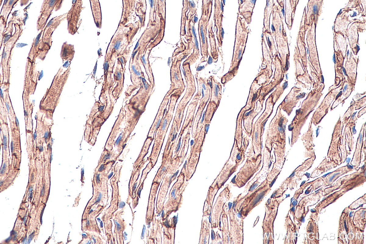 Immunohistochemistry (IHC) staining of mouse heart tissue using Dystroglycan Monoclonal antibody (66735-1-Ig)