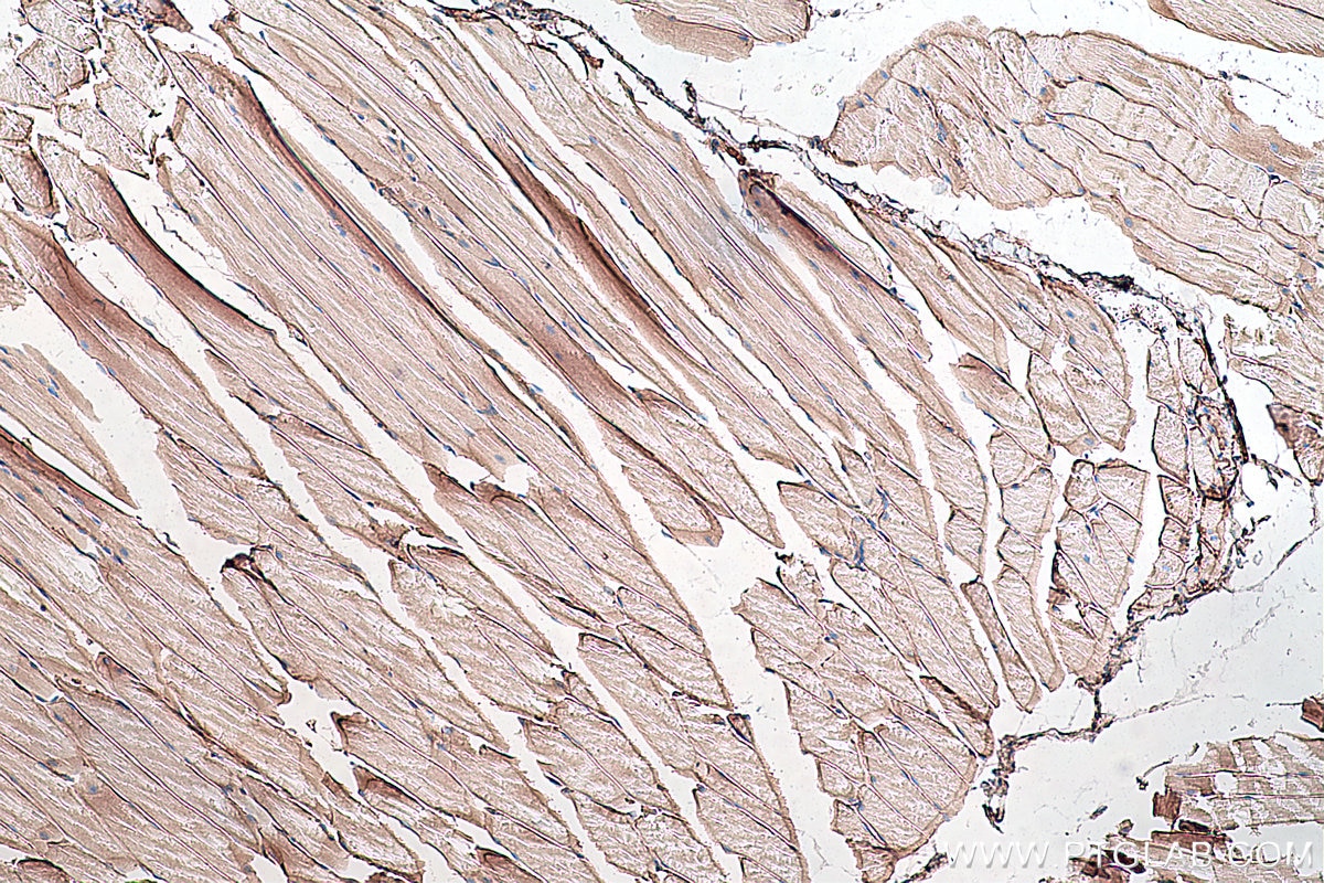 Immunohistochemistry (IHC) staining of mouse skeletal muscle tissue using Dystroglycan Monoclonal antibody (66735-1-Ig)