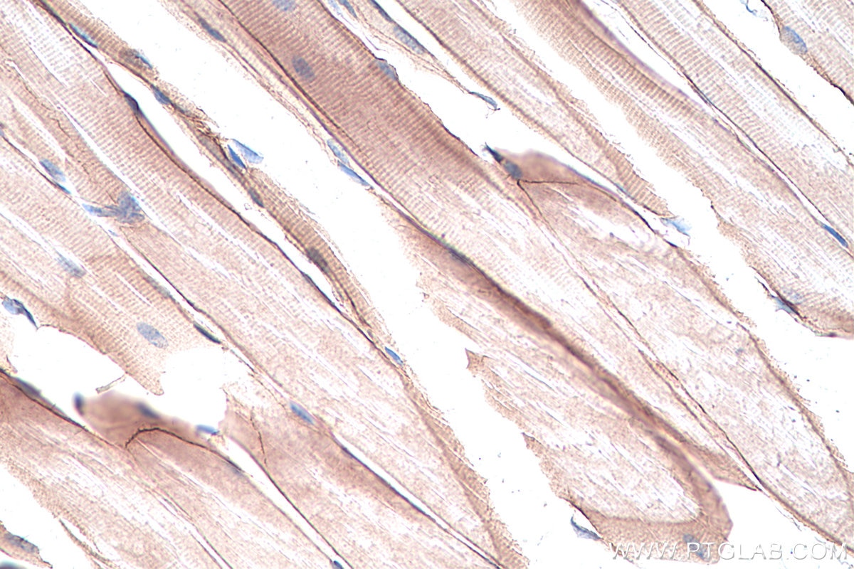 Immunohistochemistry (IHC) staining of mouse skeletal muscle tissue using Dystroglycan Monoclonal antibody (66735-1-Ig)