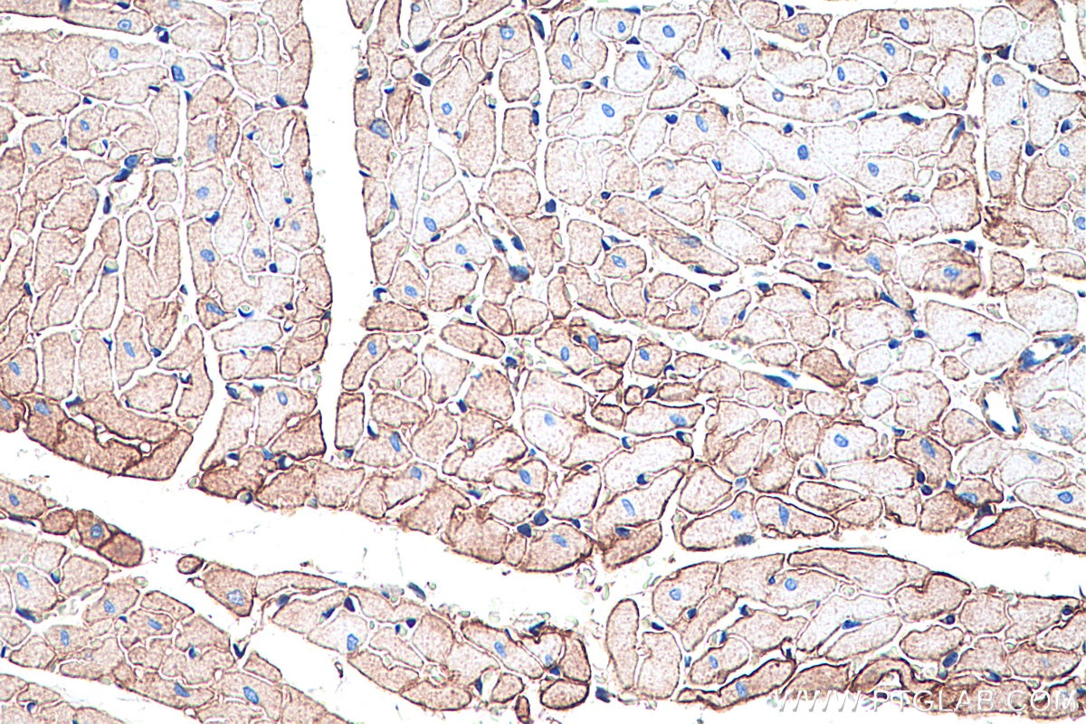 IHC staining of rat heart using 66735-1-Ig