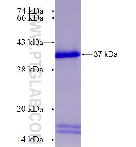 DAGLA fusion protein Ag27290 SDS-PAGE