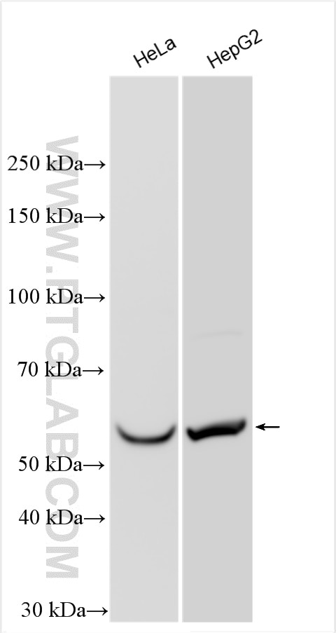 Western Blot (WB) analysis of various lysates using DAK Polyclonal antibody (12224-1-AP)