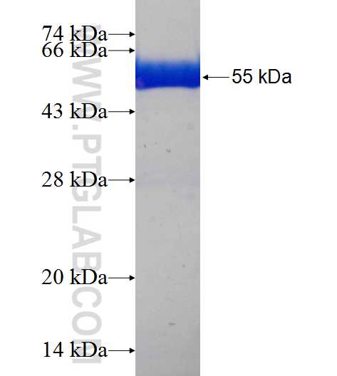 DALRD3 fusion protein Ag23437 SDS-PAGE