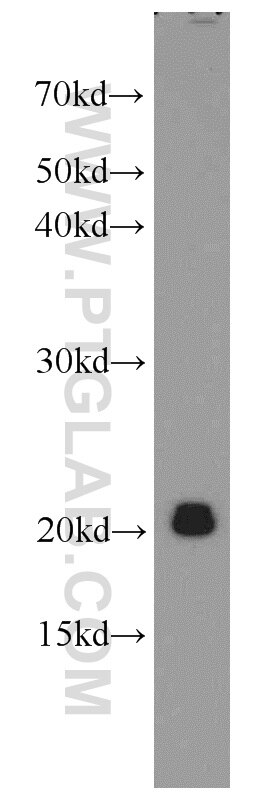 Western Blot (WB) analysis of human heart tissue using DAND5 Polyclonal antibody (22137-1-AP)