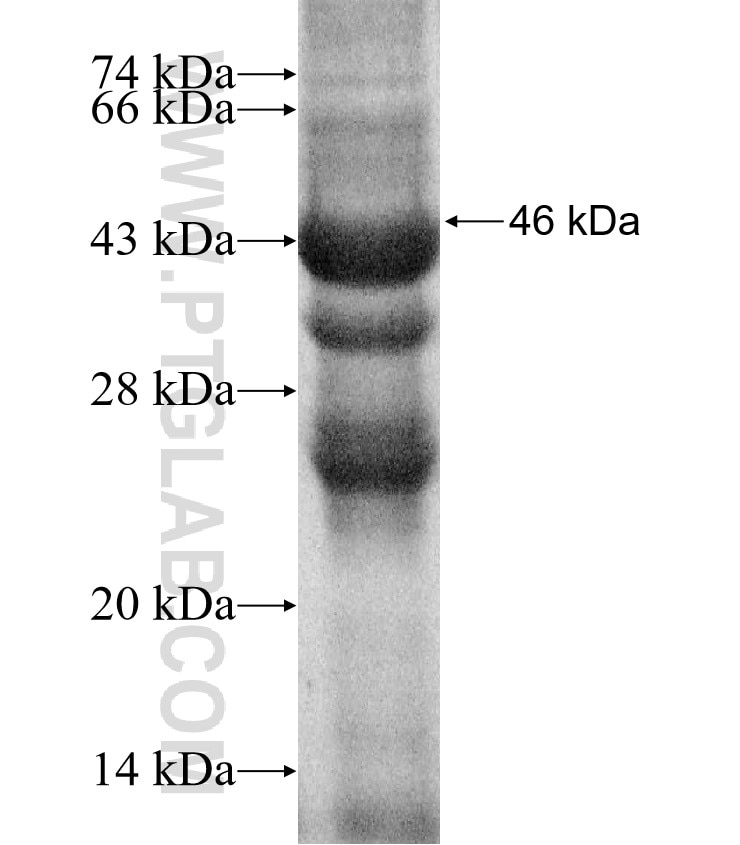 DAND5 fusion protein Ag17533 SDS-PAGE