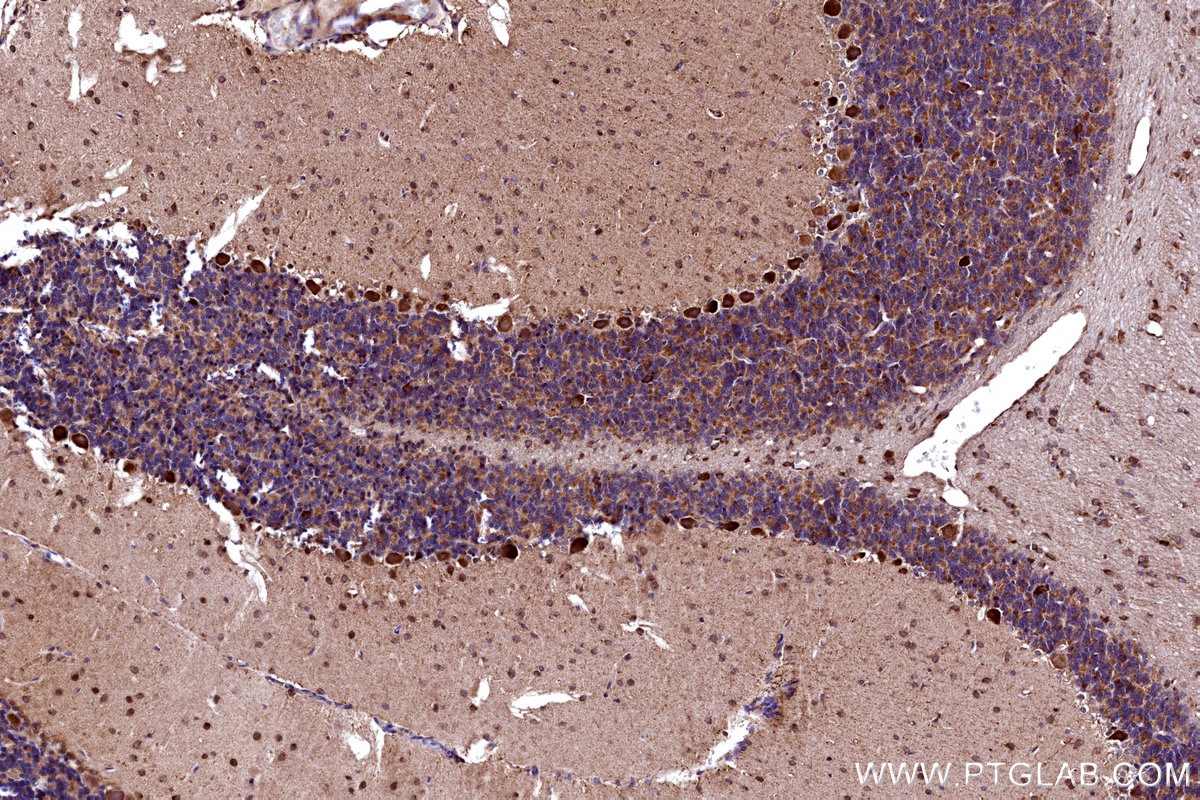 Immunohistochemistry (IHC) staining of rat cerebellum tissue using DAO Polyclonal antibody (13273-1-AP)