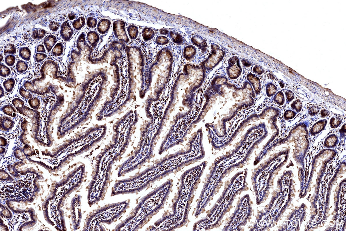Immunohistochemistry (IHC) staining of rat small intestine tissue using DAO Polyclonal antibody (13273-1-AP)