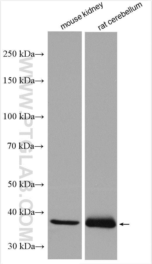 Western Blot (WB) analysis of mouse kidney tissue using DAO Polyclonal antibody (13273-1-AP)