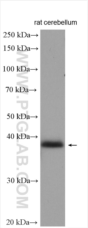 Western Blot (WB) analysis of rat cerebellum tissue using DAO Polyclonal antibody (13273-1-AP)