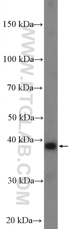 Western Blot (WB) analysis of A549 cells using DAO Polyclonal antibody (13273-1-AP)