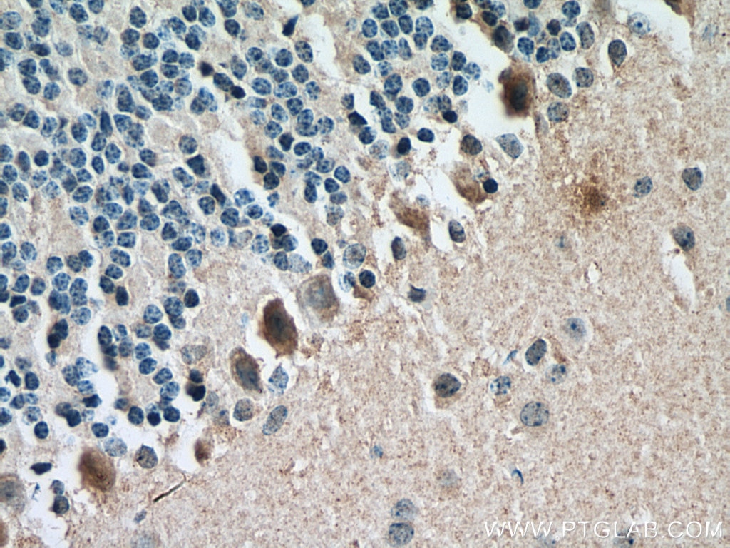 IHC staining of mouse cerebellum using 66296-1-Ig