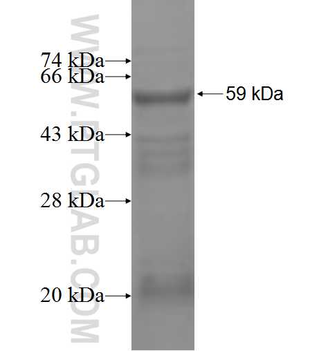 DAO fusion protein Ag3973 SDS-PAGE
