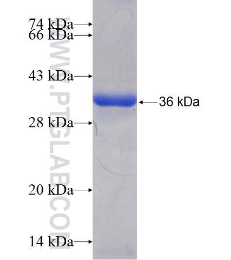 DAO fusion protein Ag6928 SDS-PAGE