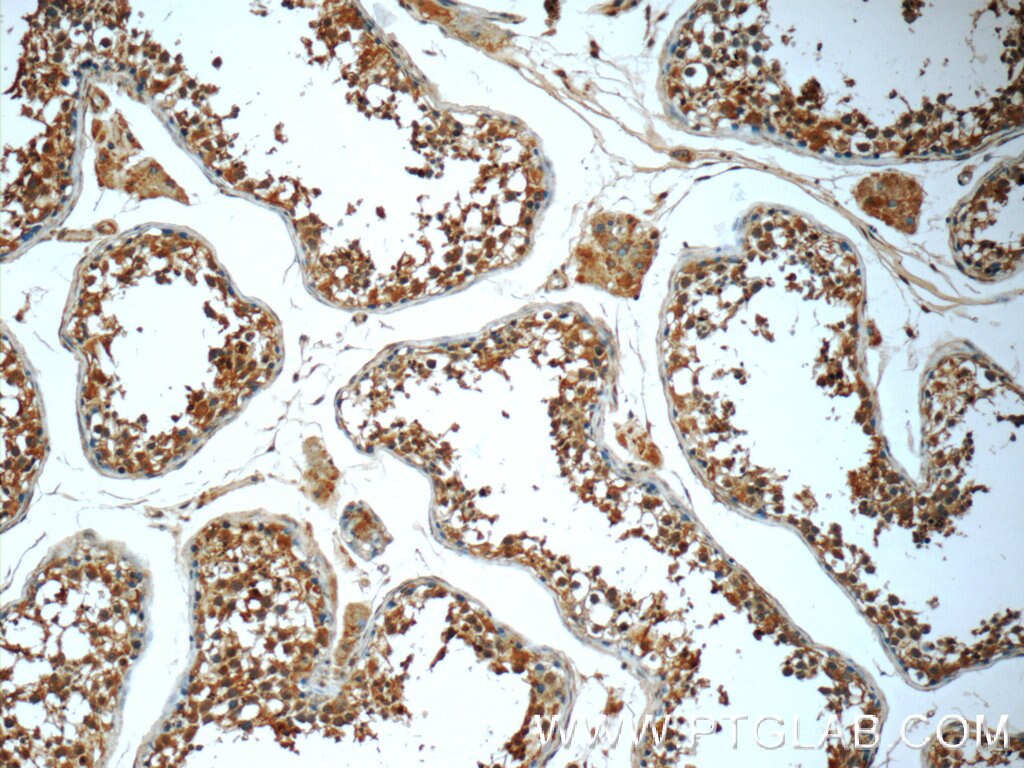 Immunohistochemistry (IHC) staining of human testis tissue using DAOA Polyclonal antibody (24692-1-AP)