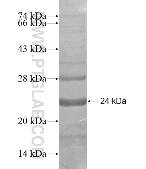 DAOA fusion protein Ag19143 SDS-PAGE