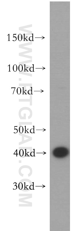 Western Blot (WB) analysis of HeLa cells using DAP3 Polyclonal antibody (10276-1-AP)