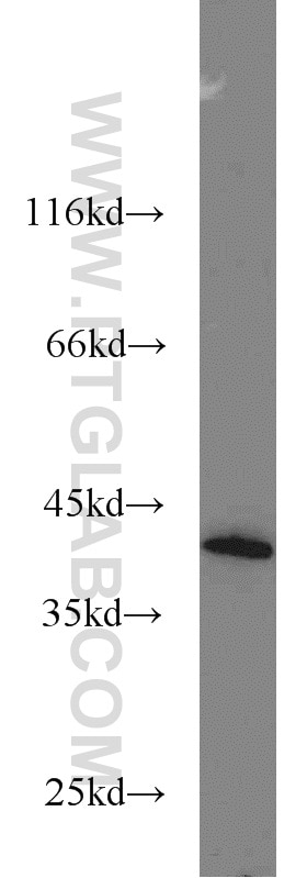 Western Blot (WB) analysis of HeLa cells using DAP3 Polyclonal antibody (10276-1-AP)