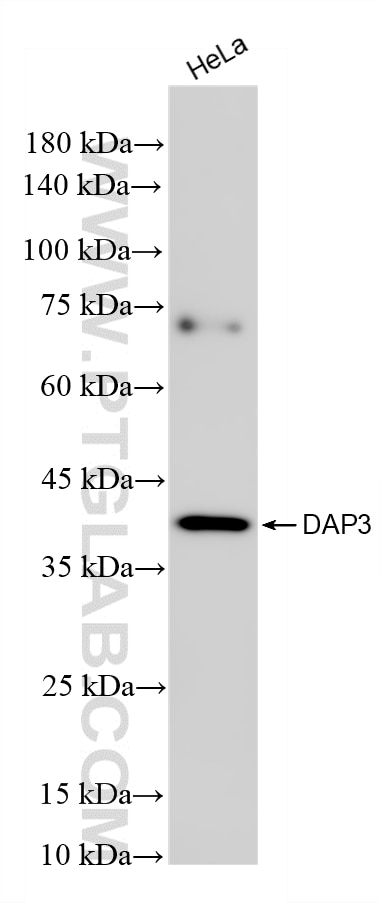 Western Blot (WB) analysis of HeLa cells using DAP3 Recombinant monoclonal antibody (86586-1-RR)