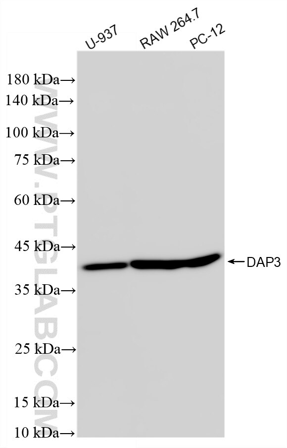 Western Blot (WB) analysis of various lysates using DAP3 Recombinant monoclonal antibody (86586-1-RR)