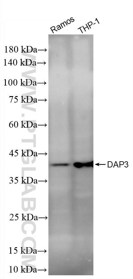 Western Blot (WB) analysis of various lysates using DAP3 Recombinant monoclonal antibody (86586-1-RR)