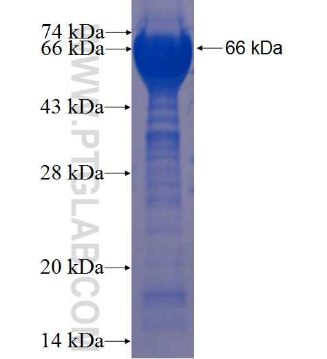 DAP3 fusion protein Ag22902 SDS-PAGE