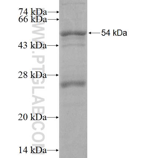 DAP3 fusion protein Ag0274 SDS-PAGE