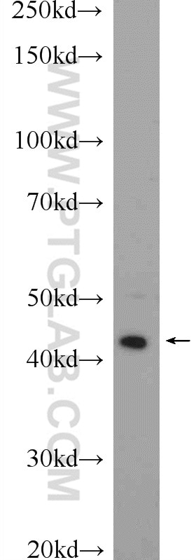 Western Blot (WB) analysis of HepG2 cells using DAPK1 Polyclonal antibody (19938-1-AP)