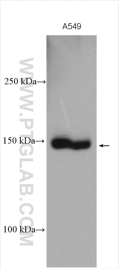 Western Blot (WB) analysis of A549 cells using DAPK1 Polyclonal antibody (25136-1-AP)