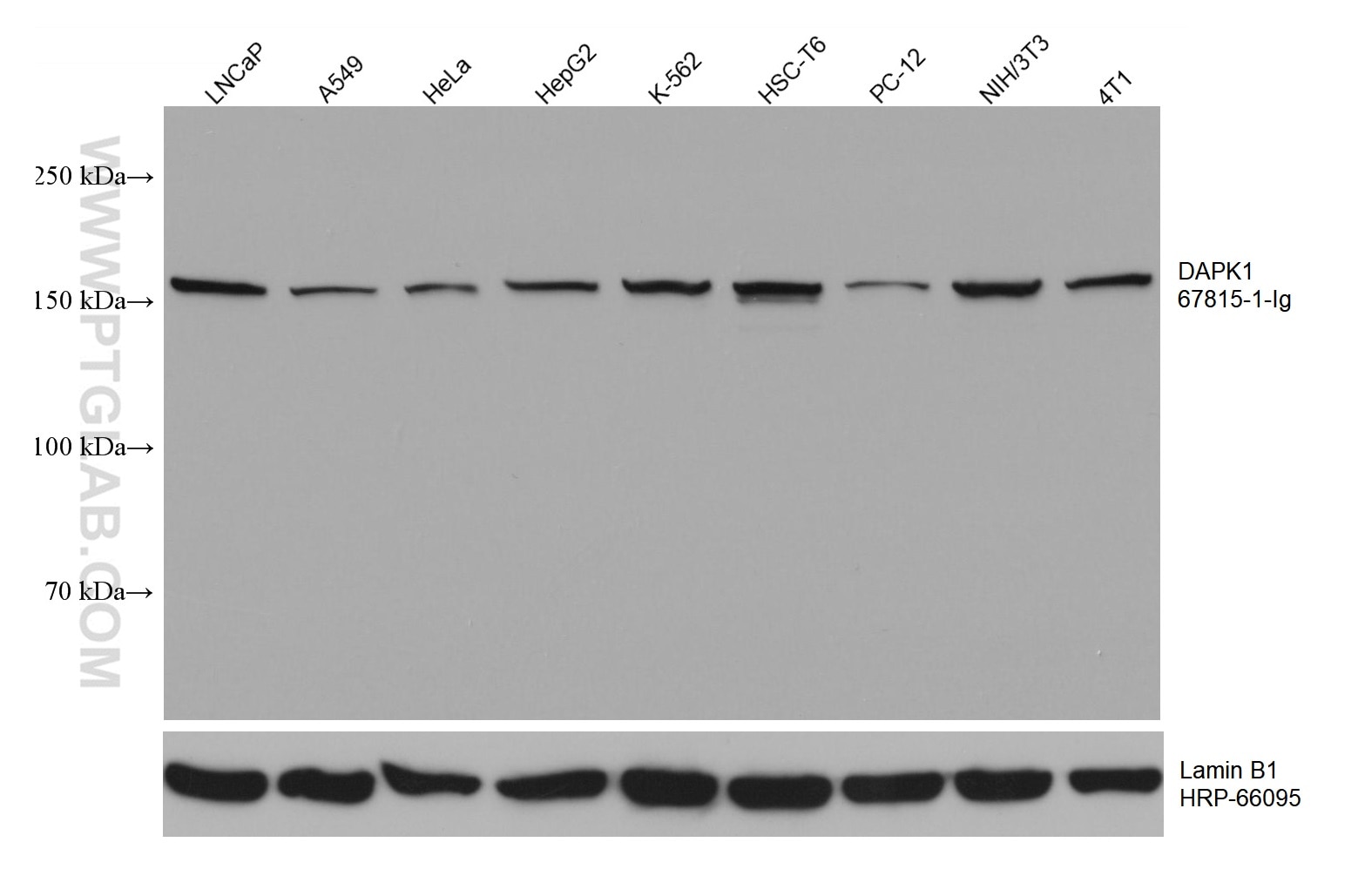 WB analysis using 67815-1-Ig