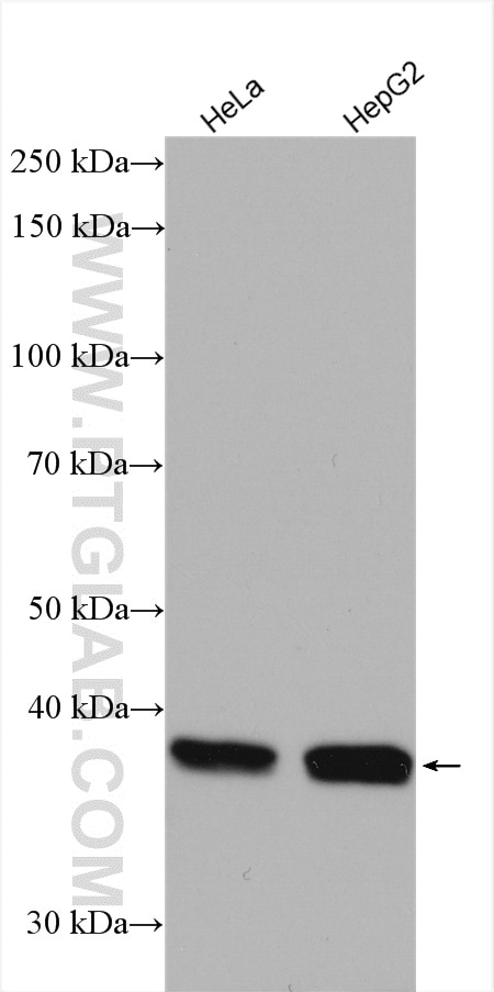 Western Blot (WB) analysis of various lysates using DAPK2-Specific Polyclonal antibody (20048-1-AP)