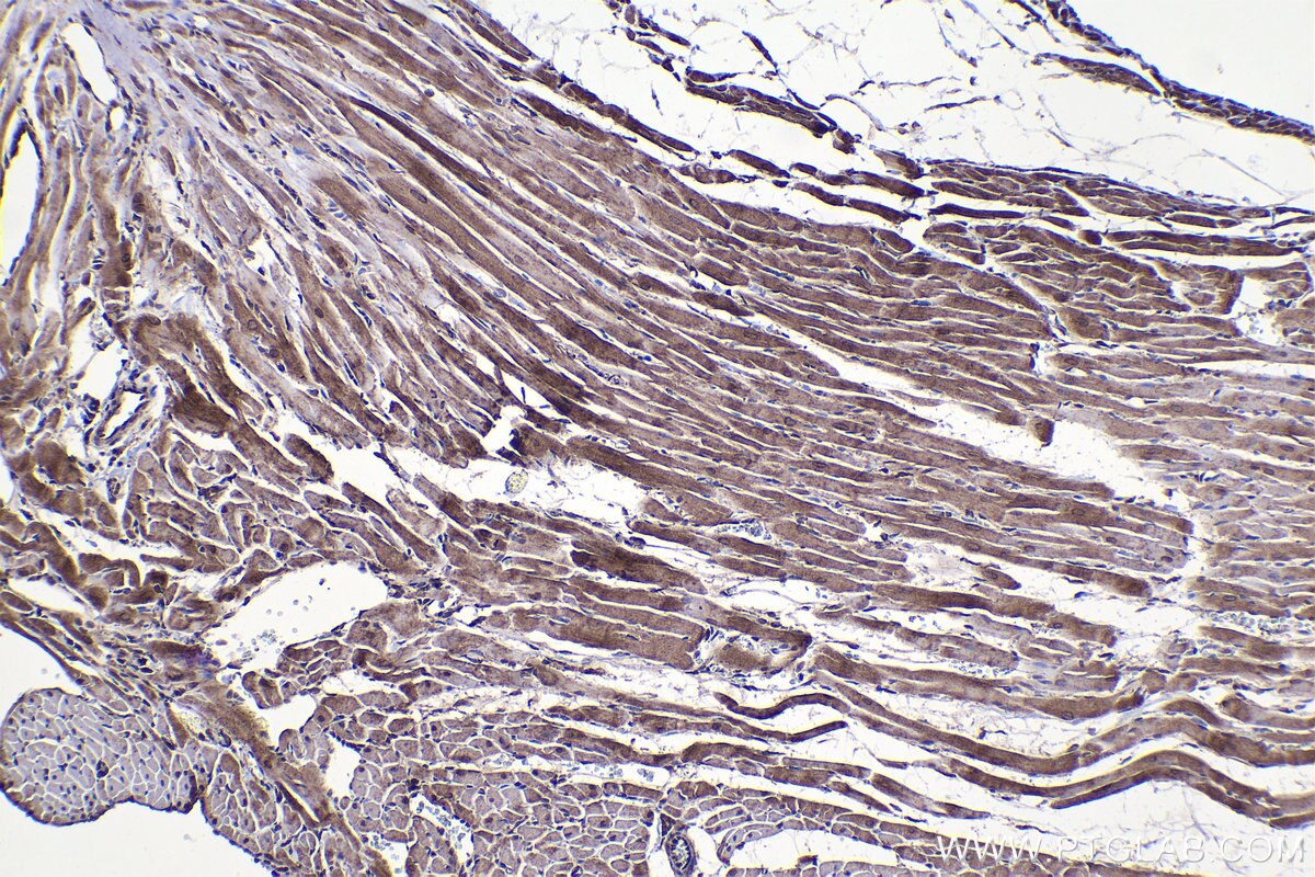 IHC staining of rat heart using 19540-1-AP