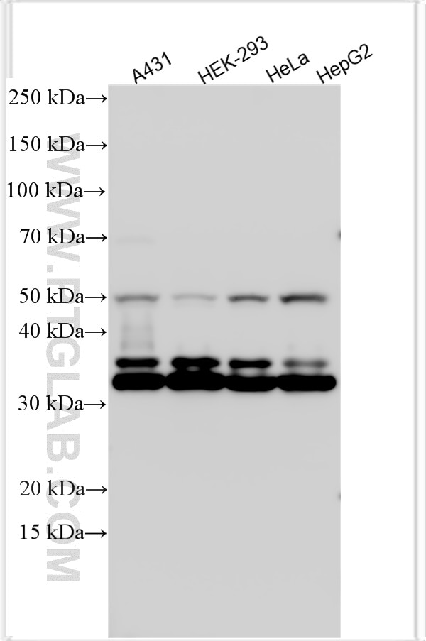 Western Blot (WB) analysis of various lysates using DAPK3 Polyclonal antibody (30656-1-AP)