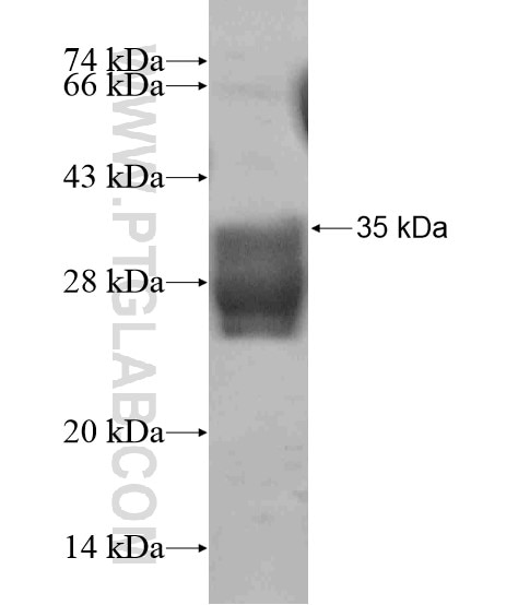 DAPL1 fusion protein Ag18805 SDS-PAGE