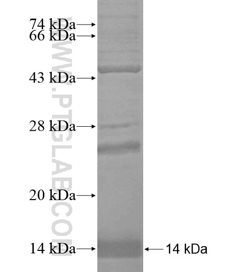 DAPL1 fusion protein Ag18946 SDS-PAGE