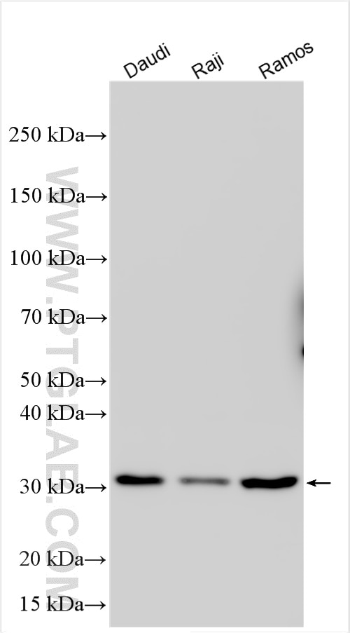 Western Blot (WB) analysis of various lysates using DAPP1 Polyclonal antibody (14722-1-AP)