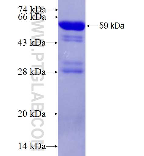 DAPP1 fusion protein Ag6459 SDS-PAGE