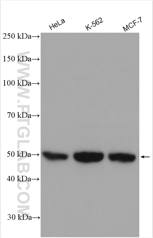 Western Blot (WB) analysis of various lysates using DARS Polyclonal antibody (14989-1-AP)