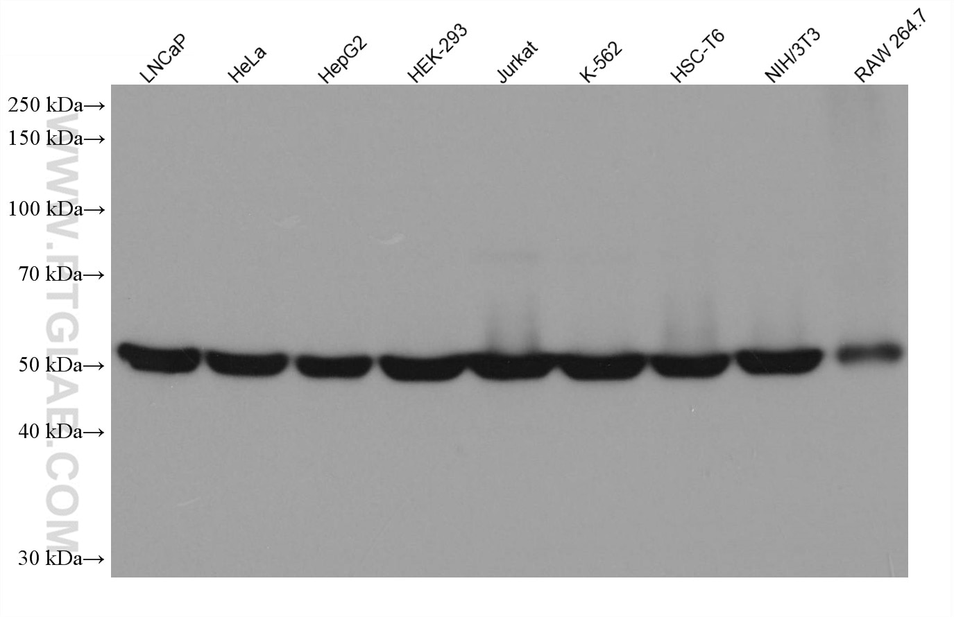 Western Blot (WB) analysis of various lysates using DARS Monoclonal antibody (67930-1-Ig)