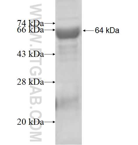 DARS fusion protein Ag6974 SDS-PAGE