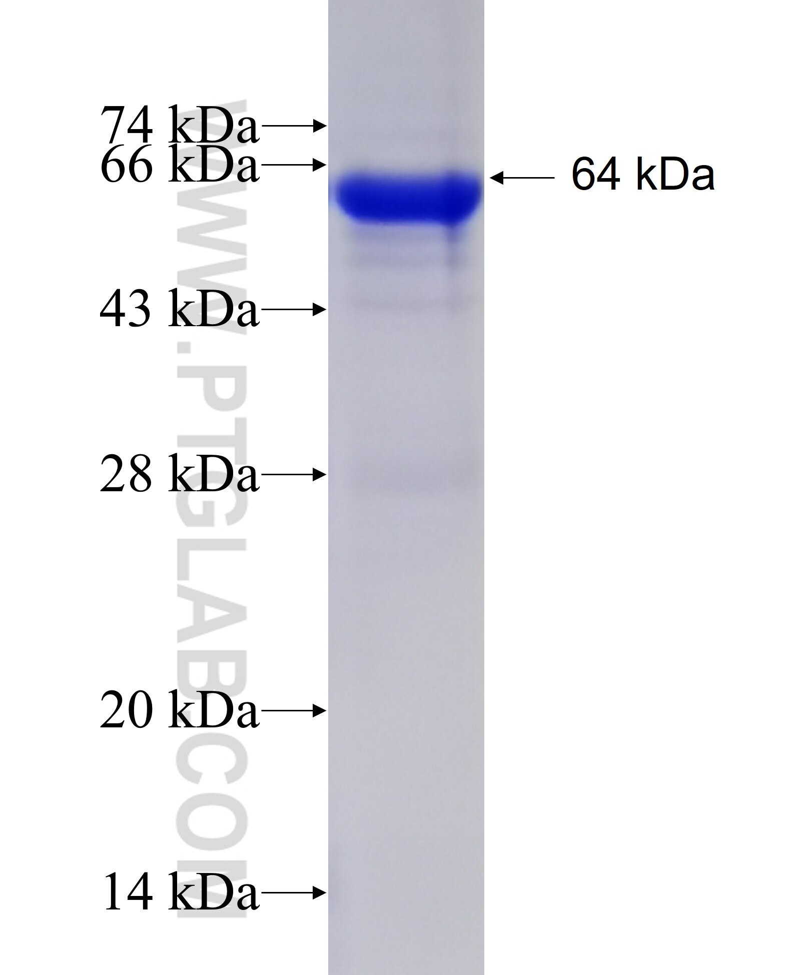 DARS fusion protein Ag6974 SDS-PAGE