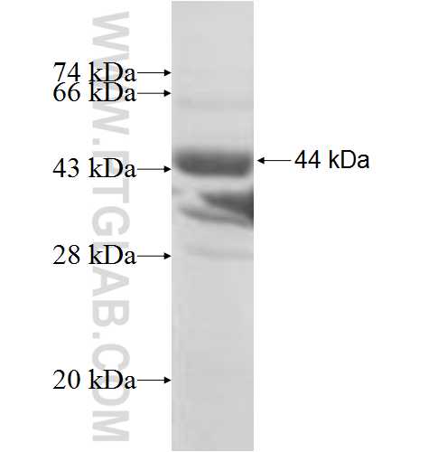 DARS fusion protein Ag7059 SDS-PAGE